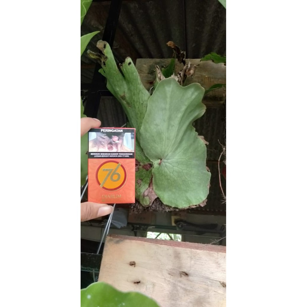 wandae platycerium wandae