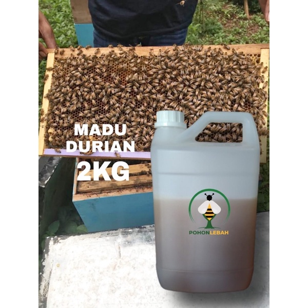 

madu asli bunga durian 2 kg madu