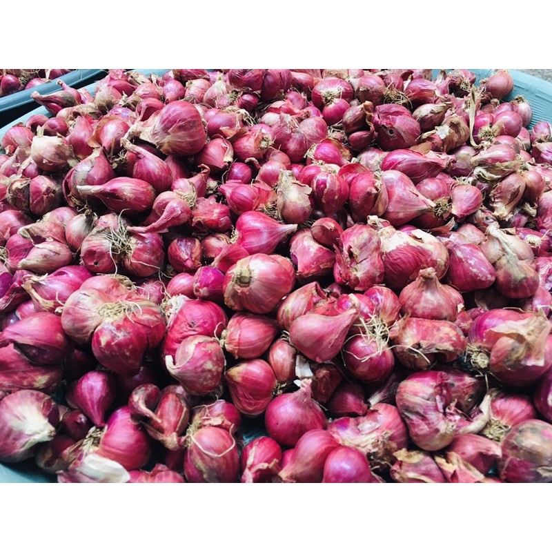

Bawang Merah Probolinggo 22.000/kg