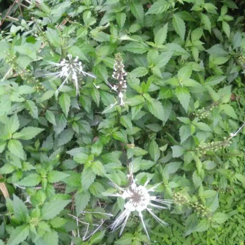 

Daun Kumis Kucing Segar 500 Gram Organik Alami