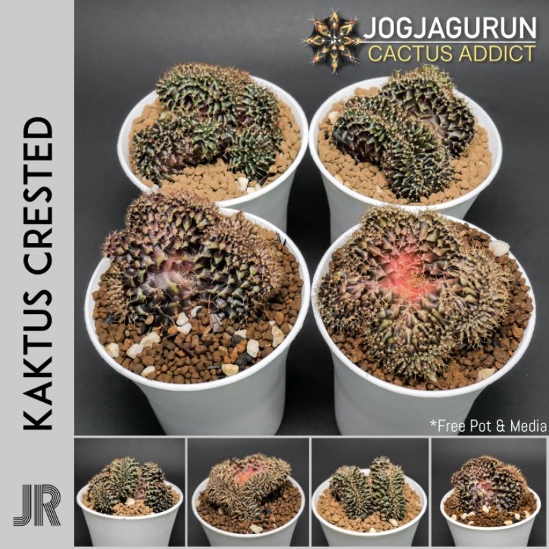 Gymno Crested | Kaktus Crested | Kaktus Kristata | Gymno Kristata