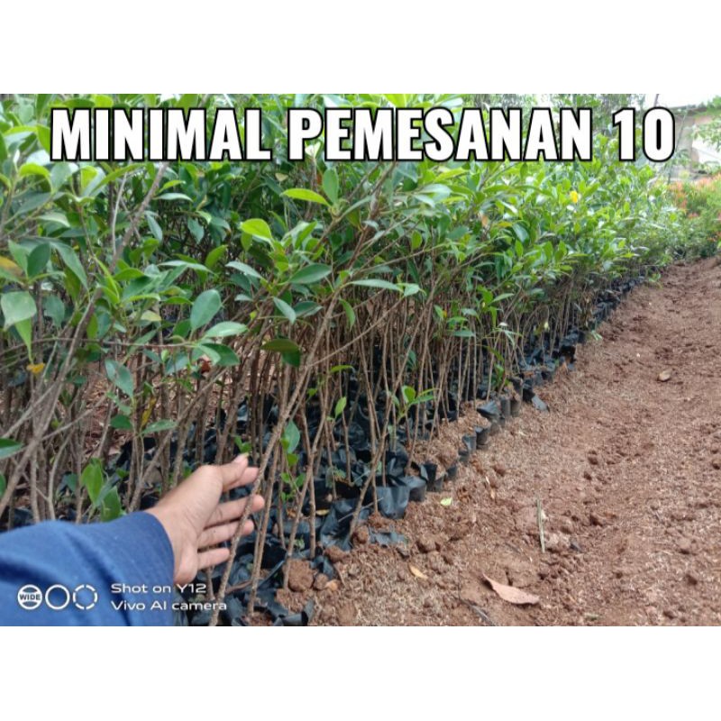 Bahan bonsai kimeng