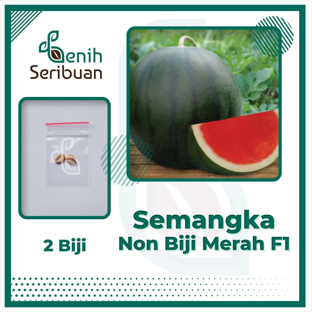 BS-BYL Benih Buah Bibit Tanaman Buah F1 Hibrida Unggul Anggur Strawberry Semangka Melon Labu Pepaya Jambu Blackberry Ciplukan Raspberry dll-SEMANGKA NON BIJI