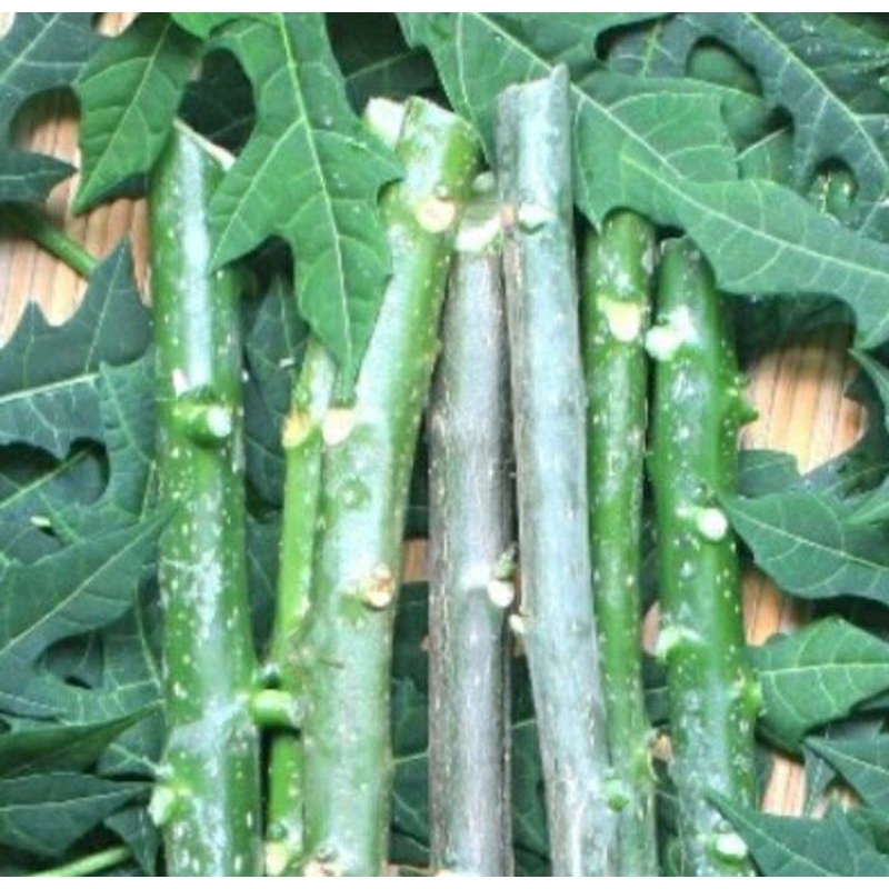 

Stek Batang Singkong atau Ketela Pepaya Dengan Ukuran 30 cm 1 KG