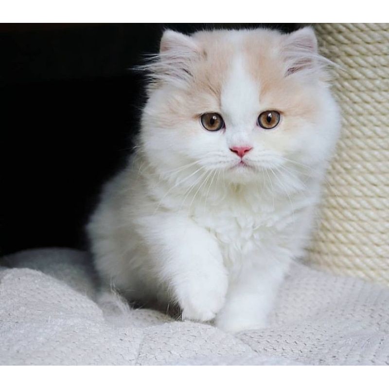 kitten British longhair