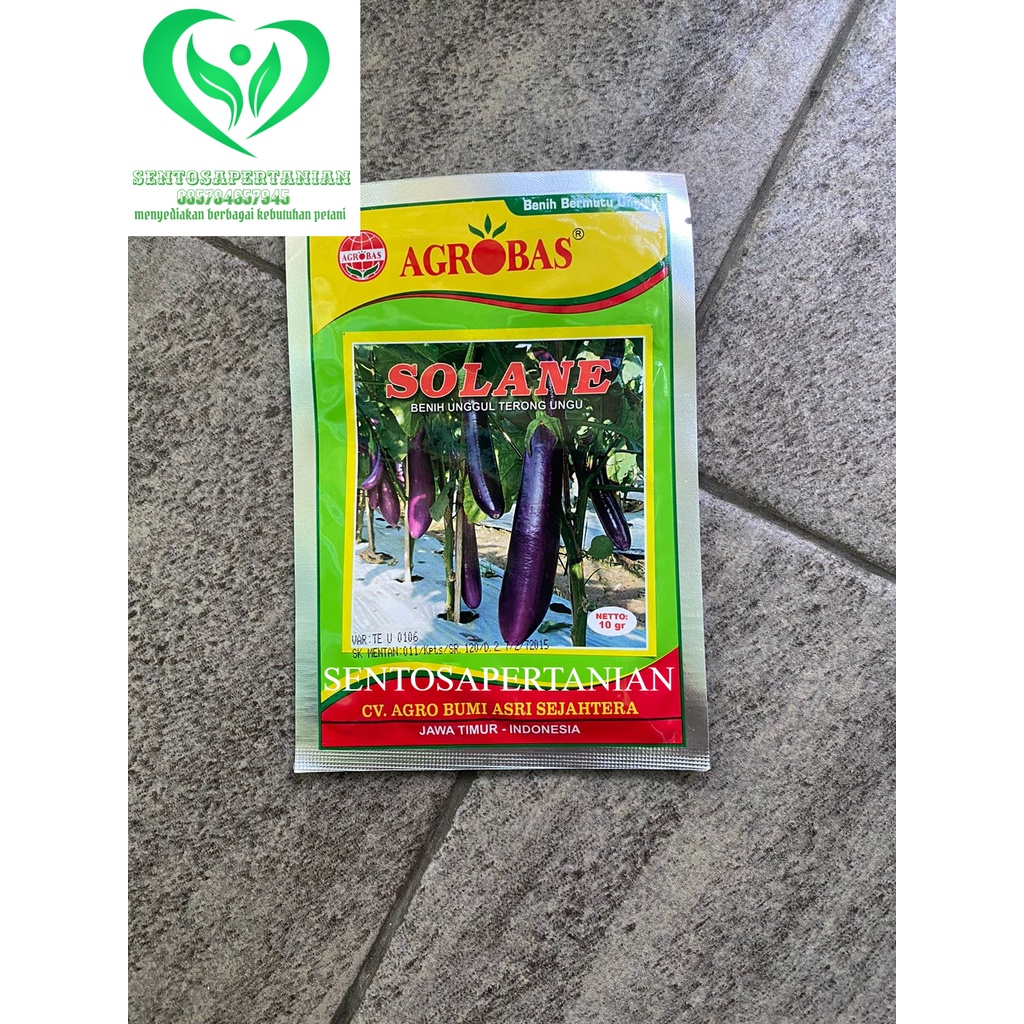 benih unggul terong ungu SOLANE 10gram