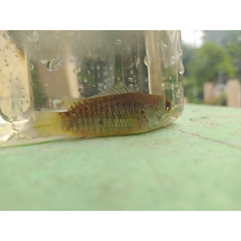 

IKAN BETOK BETIK BETHIK IKAN TENTARA