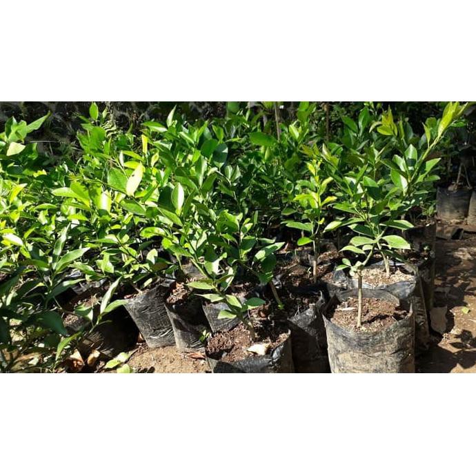 bibit Tanaman kuma2 saffron tg3r