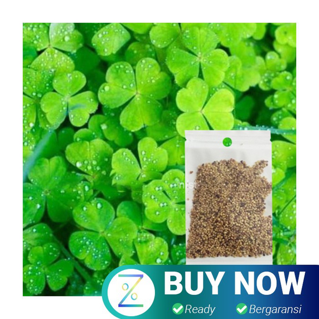 Bibit Rumput Air Dekorasi Aquarium Landscape Ornament Lucky Clover - H