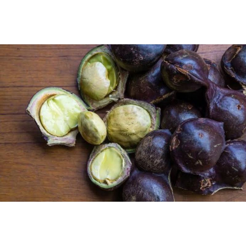 

BUAH JENGKOL SEGAR SUDAH DIKUPAS