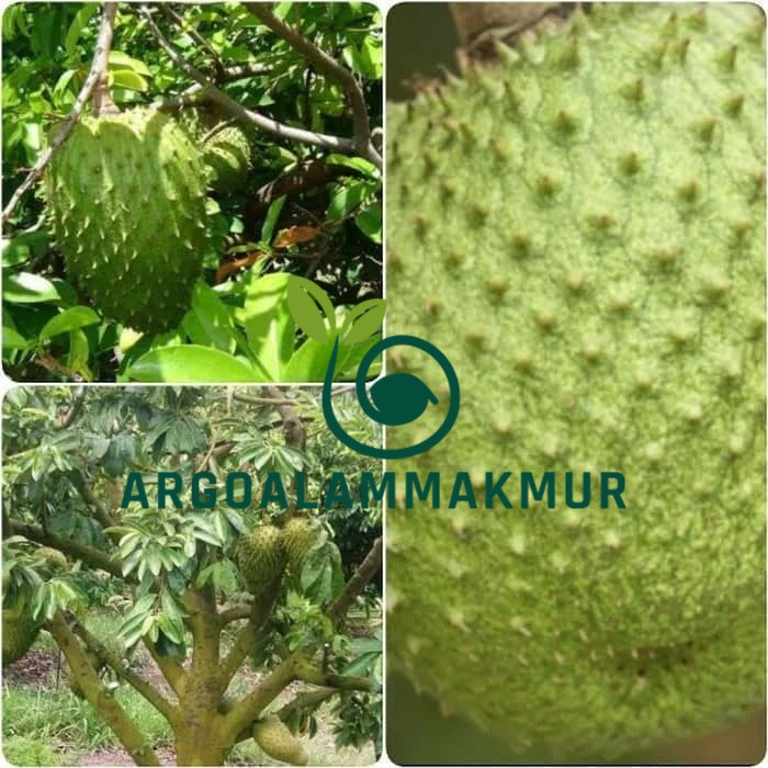 Bibit sirsak madu jumbo super manis