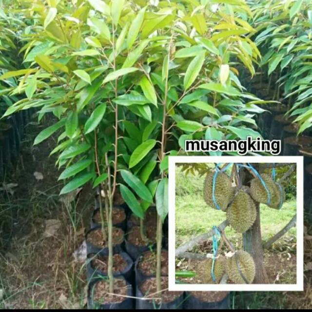 Paket 10 bibit durian musang king asli