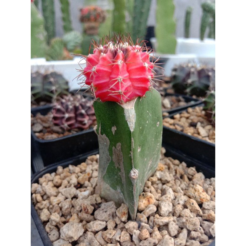 Miha Hybrid var Aurea (Kaktus, Sukulen, Astrophytum, Lithops)