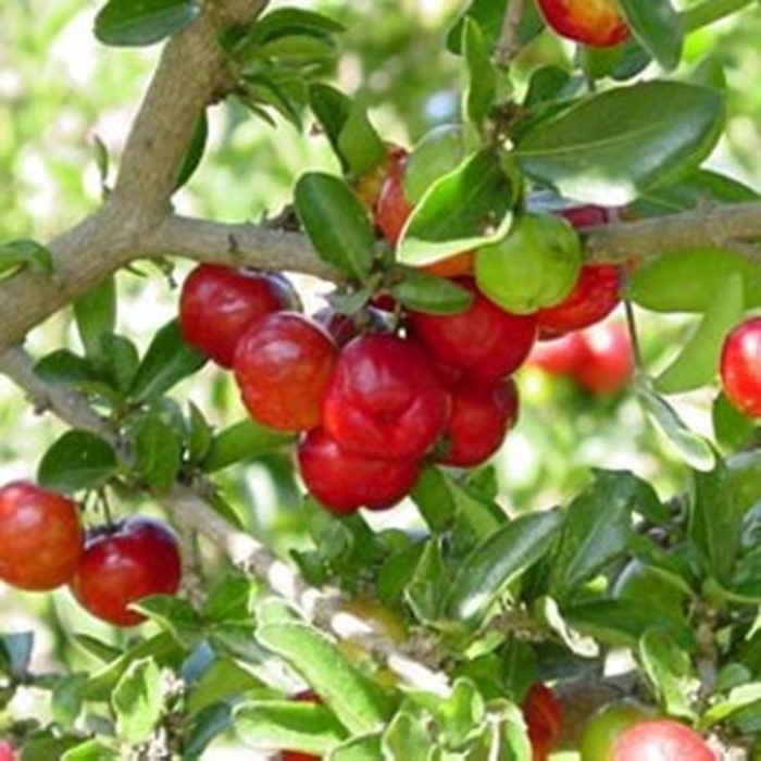 Bibit Tanaman Buah BARBADOS CHERRY Premium