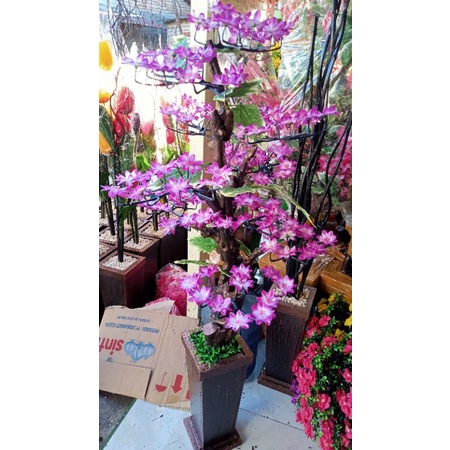 Cakar ungu || bunga hias sudut ruangan || Dekorasi rumah