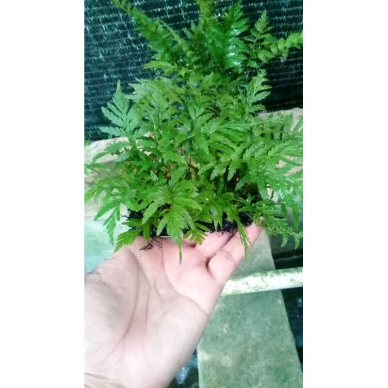 tanaman aquascape bolbitis Pakis