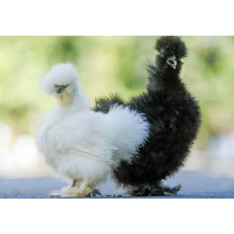 

TELUR FERTIL AMERICAN SILKY ORIGINAL UNTUK DITETASKAN