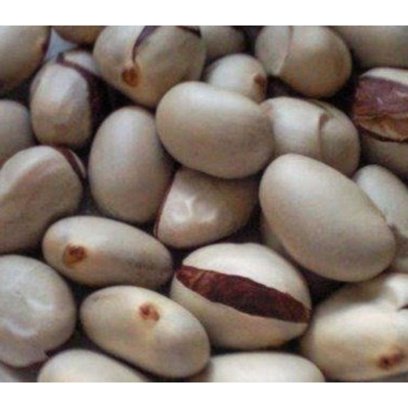 beton nangka fressh atau biji buah nangka 500gr