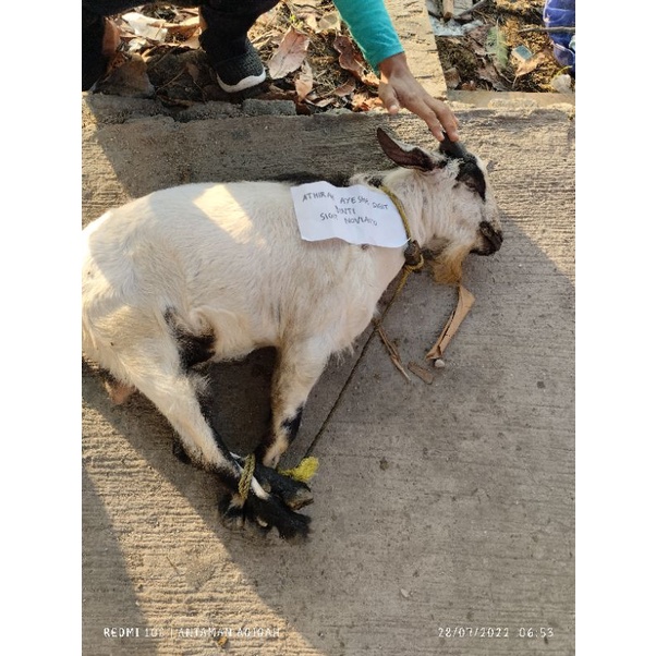 

Kambing Aqiqah