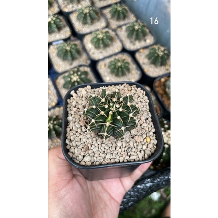 LB Hybrid 16 (Varigata)