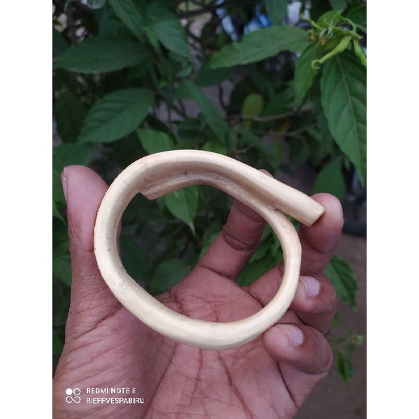 gelang akar Bahar putih asli