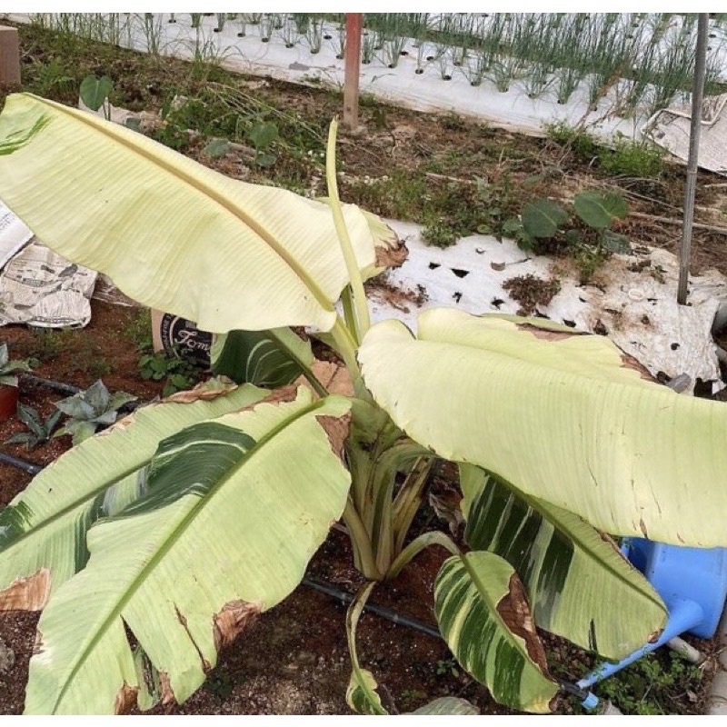 pisang varigata / Bonggol tanaman hias pisang varigata musae