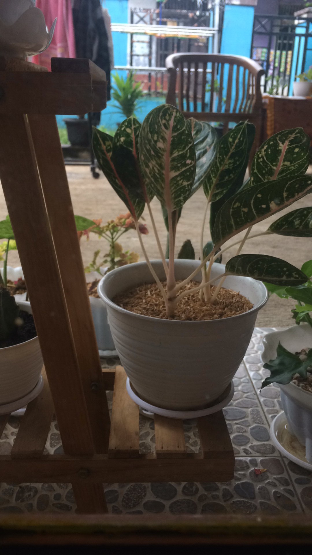 Miana Paketan (2 Warna/2jenis)