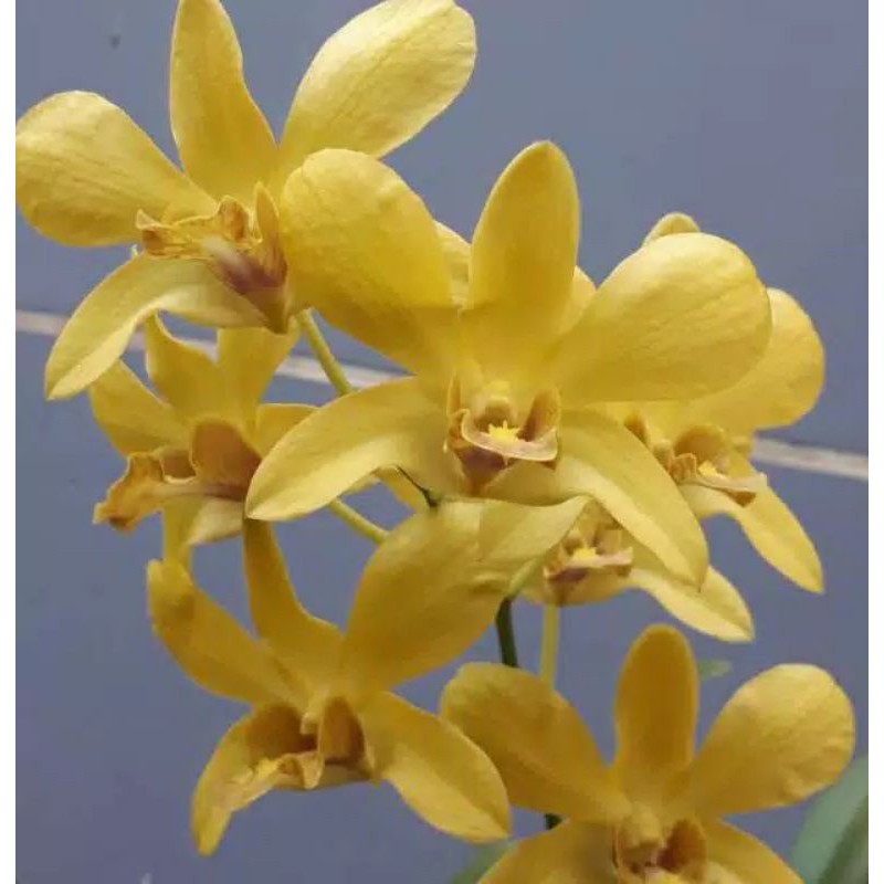 anggrek dendrobium sure gold