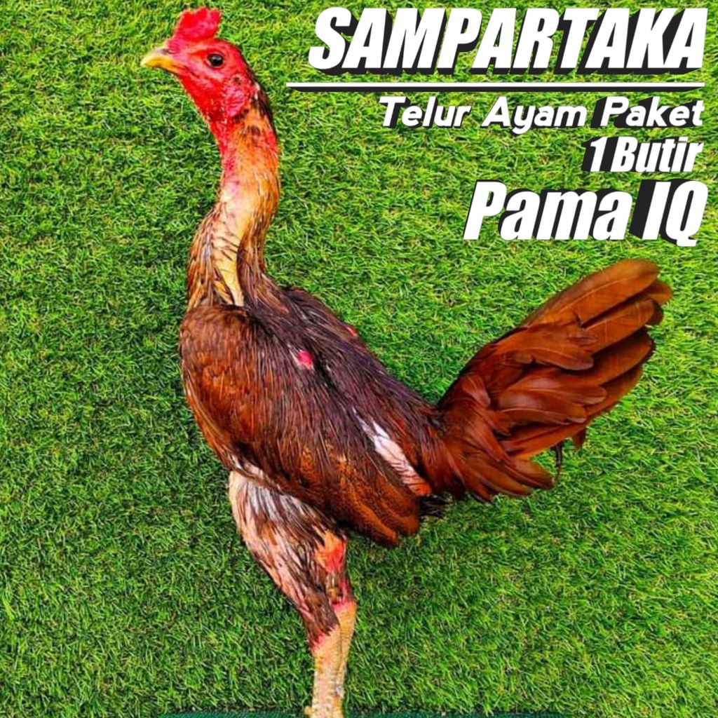 ayam pama ninja super telur fertil perbutir