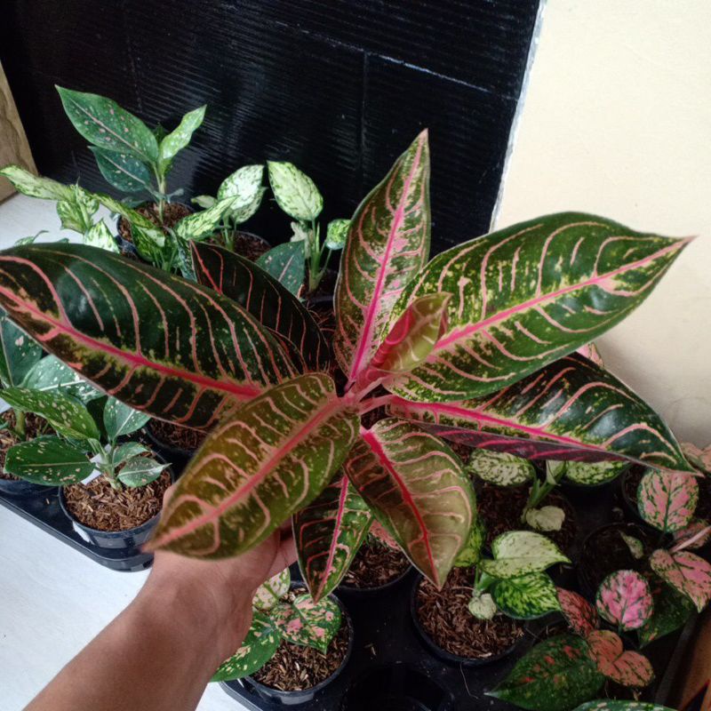 Aglonema pos (red Sumatra)