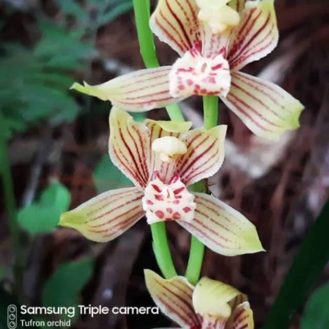 Anggrek tanah cymbidium ensifolium -tanaman hias hidup-bunga hias hidup-tanaman hidup-bunga hidup-bunga anggrek hidup-bunga gantung hidup-tanaman hias asli vc