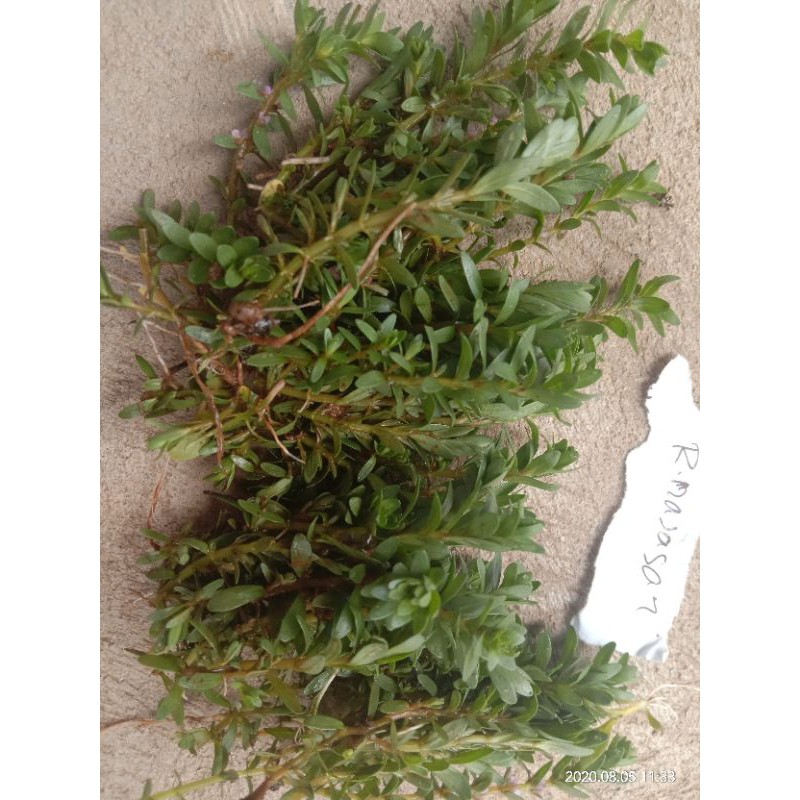 

Rotala Najasan
