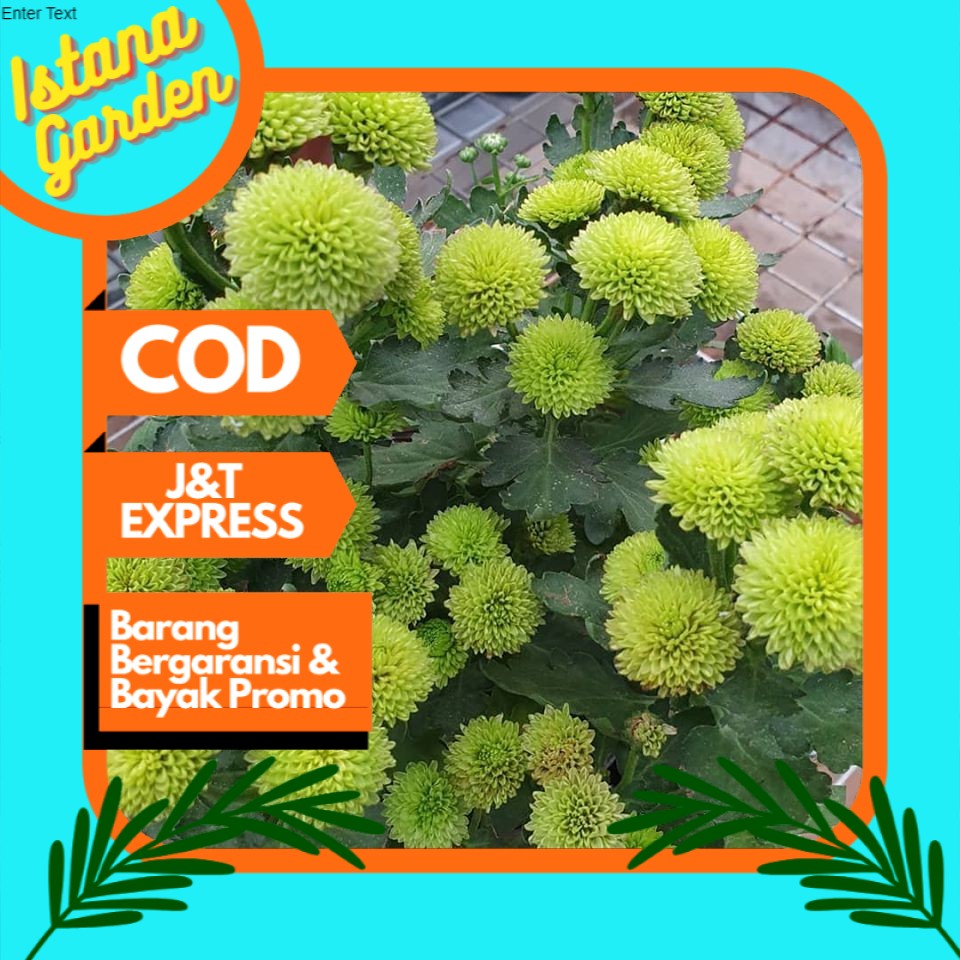 Bunga krisan hijau per tangkai  berkulitas