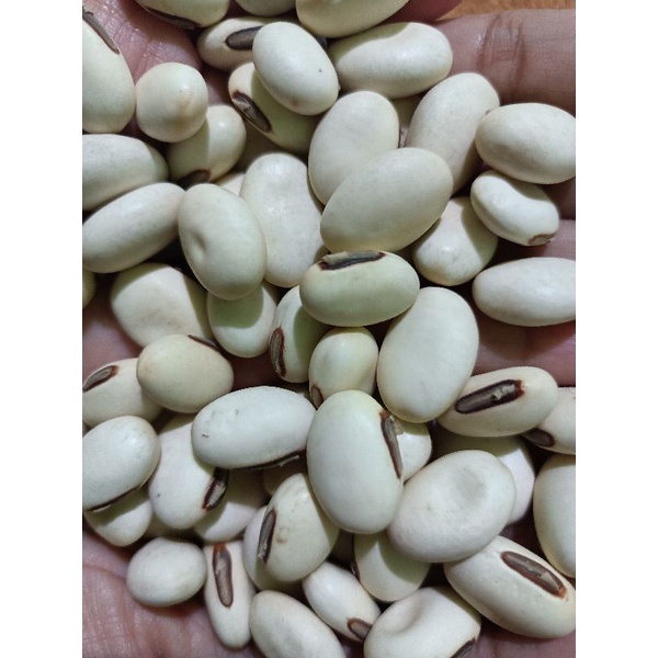 kacang Koro Pedang