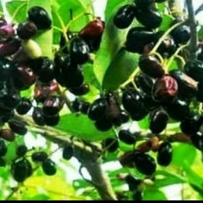 Bibit Tanaman Jamblang Hitam/Pohon Jamblang/Buah Duwet Wage