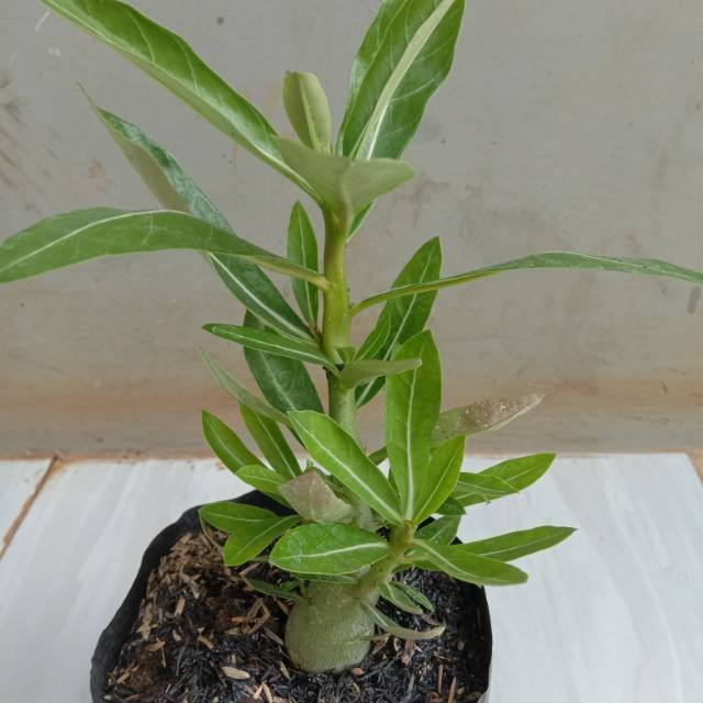 

Bibit kemoja adenium bunga putih