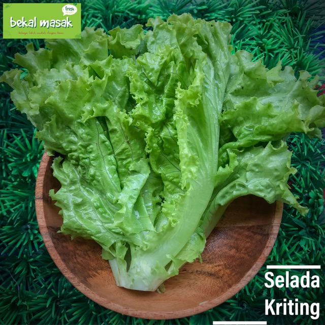 

Selada Keriting Hijau
