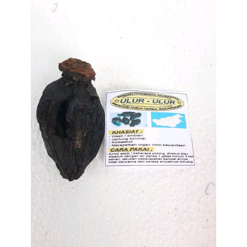 

( COD )BUAH ULUR ULUR/OBAT WASIER/AMBIEN/HERBAL