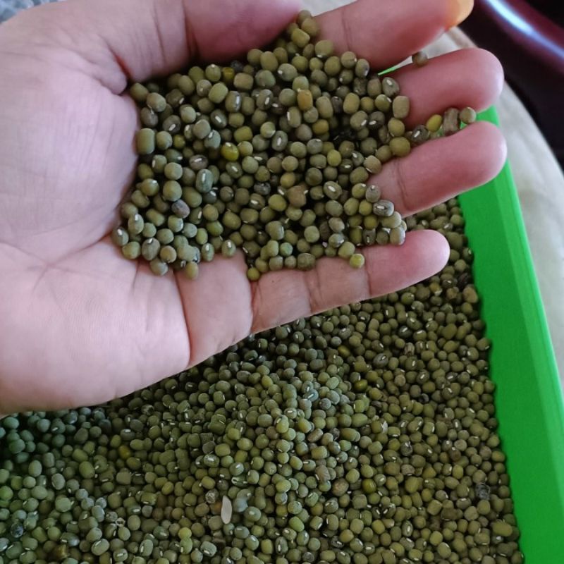 kacang hijau segar