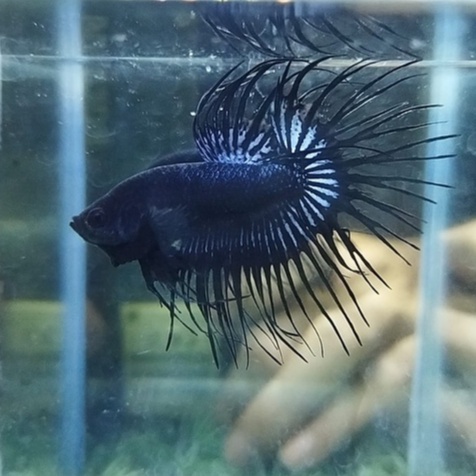 IKAN CUPANG SERIT/CROWNTAIL/CT BLACK LACE/ORCHID 100% REALPICT (KODE AK1)