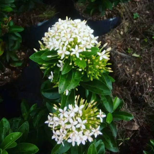 Tanaman hias asoka jambon bunga putih - asoka bunga putih