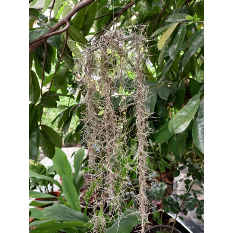 Tanaman Jenggot Musa