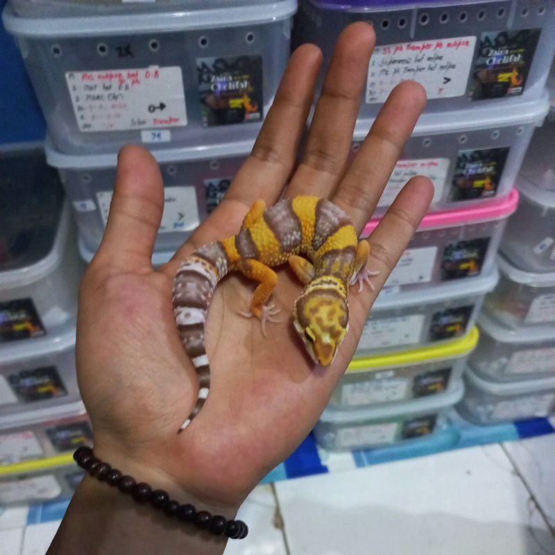 038 Bold tremper albino