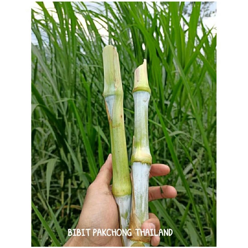 Bibit Rumput Pakchong Thailand Super