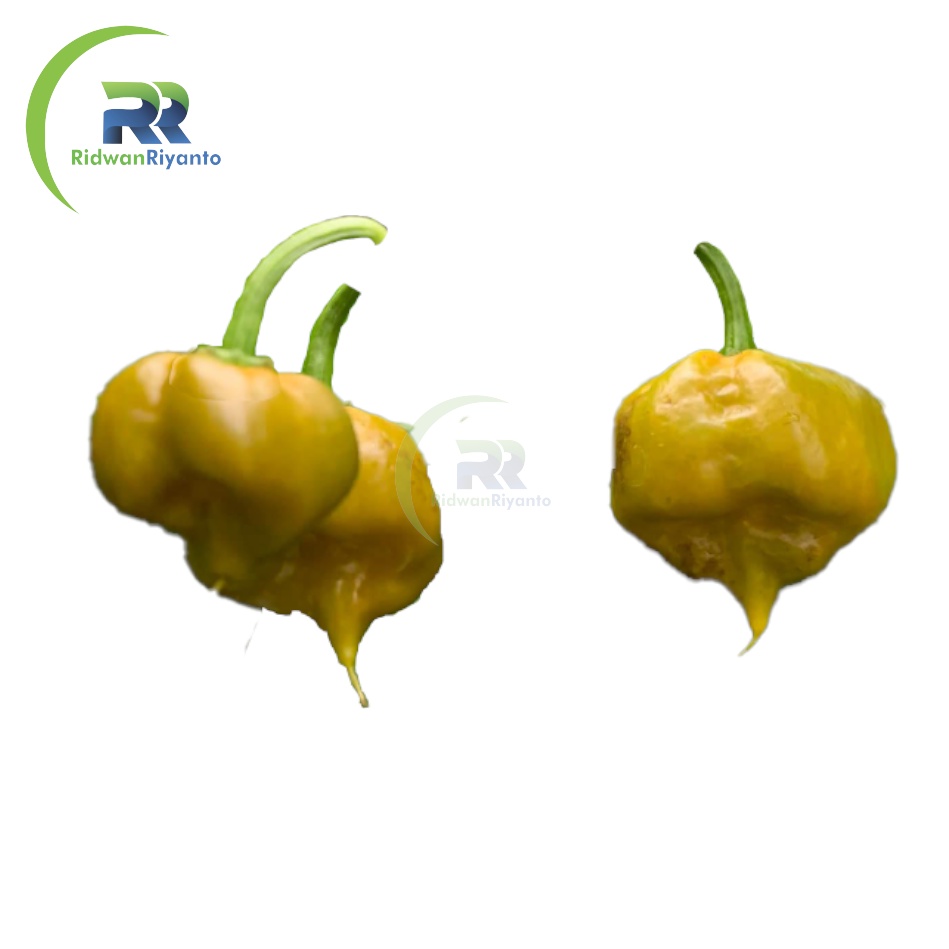 BUAH Cabe CAROLINA REAPER MUSTARD Cabai Terpedas Nomor 1 di Dunia Versi Guinness World Record