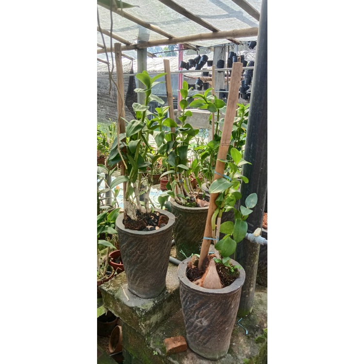 anggrek dendro 1m up md