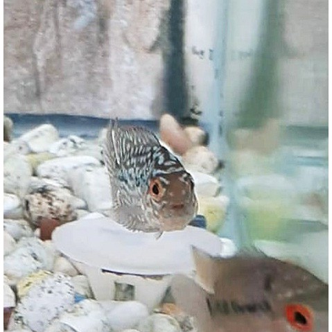 Louhan kamfa f2 thailand vip / burayak kamfa f2 thailand vip