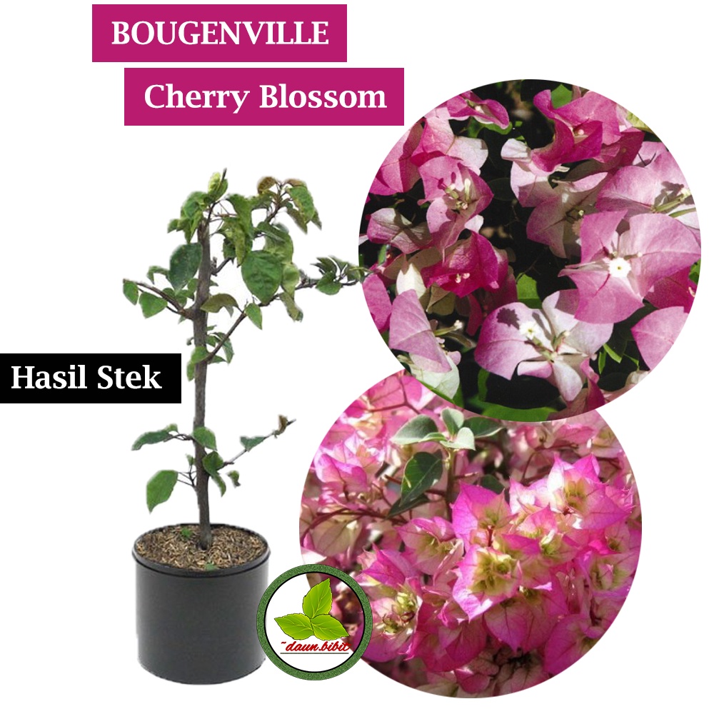 Bunga Bougenville Cherry Blossom Hasil Cutting Stek