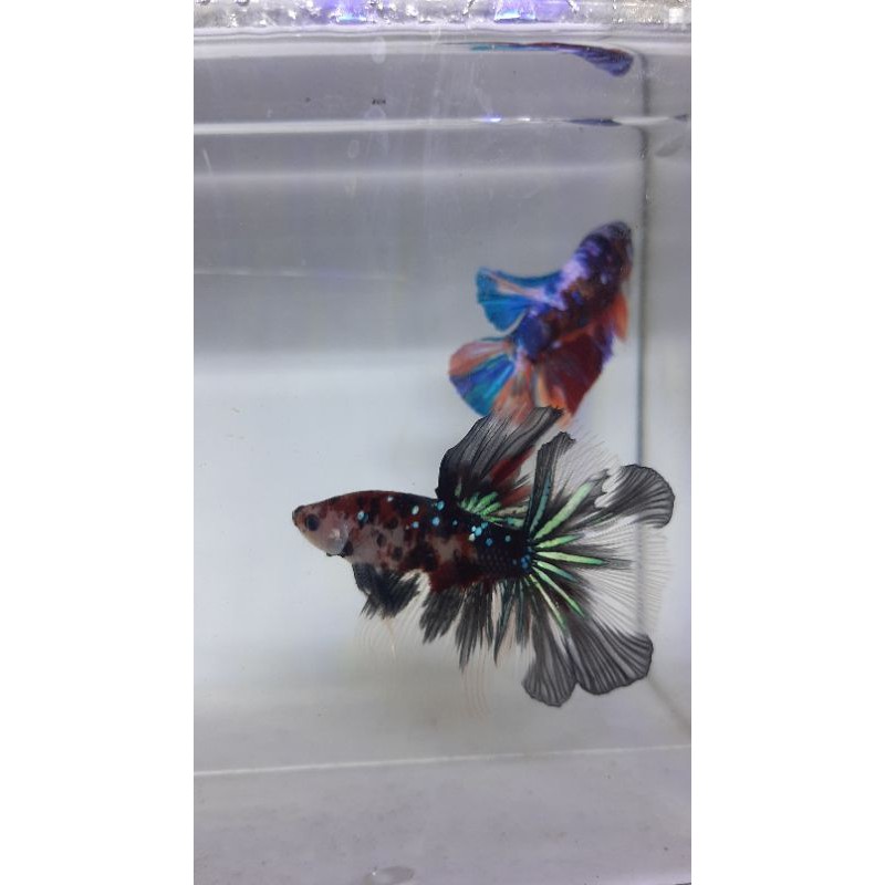 Halfmoon Koi Galaxy