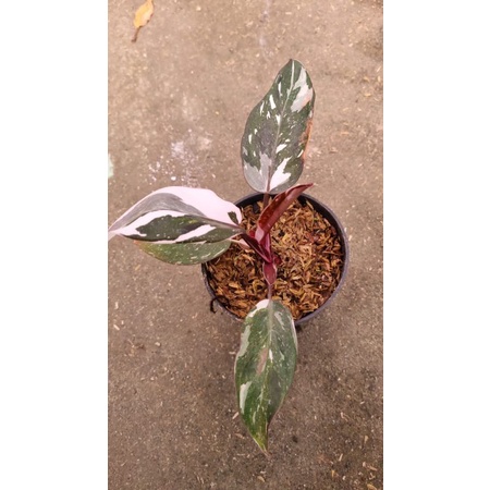 philodendron anderson